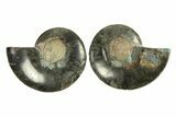 Cut & Polished Ammonite Fossil - Unusual Black Color #296277-1